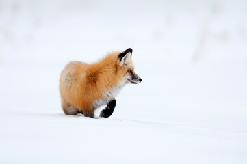 Red fox (Vulpes vulpes) in winter