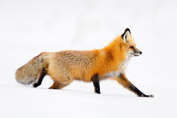 Red fox (Vulpes vulpes) in winter