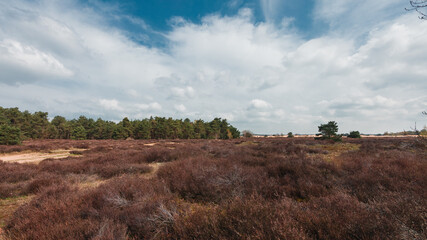 A blue sky over dry shrubs, pines and dry trees in The Loonse and Drunense Duinen National Park