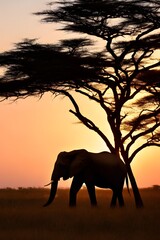 Obraz na płótnie Canvas elephant at sunset