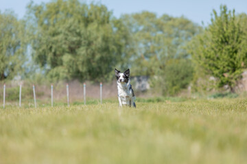 Naklejka na ściany i meble Border Collie dog running on the grass