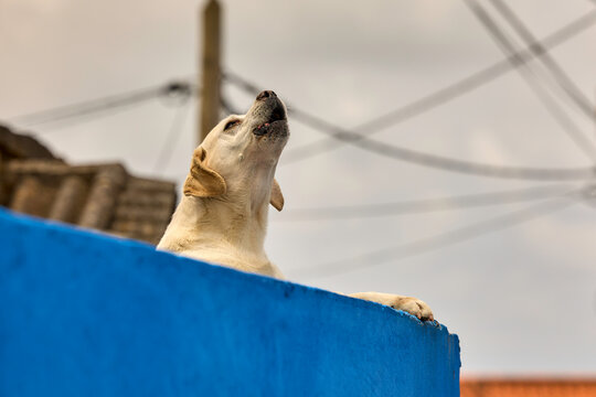 Hund bellt gest&uuml;tzt auf einer Mauer im Dorf