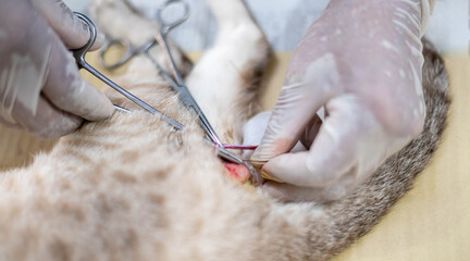 Hands of a veterinarian with gloves holding and cutting a cat's testicles.