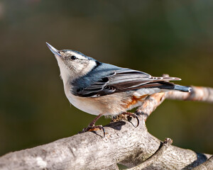 Nuthatch Photo and Image.