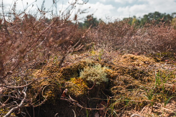 Fototapeta premium Dry grass, moss and shrubs in The Loonse and Drunense Duinen National Park