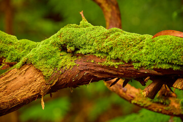 Mit Moos bewachsener Baumstamm - intakte Natur und saubere Luft