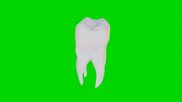 3d render of a white tooth rotating on a green screen