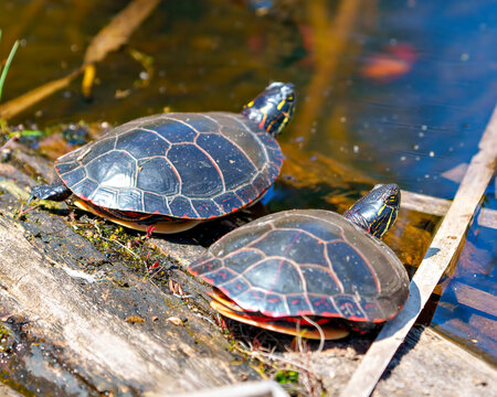 Painted Turtle Photo and Image.  Turtle couple resting on a log with moss in the pond enjoying their environment and habitat surrounding while sunbathing.