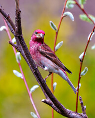 Purple Finch Photo and Image.  Male close-up side view perched on a leaf bud branch in its environment with a colourful background in the springtime. Finch Picture.