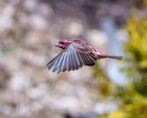 Purple Finch Photo and Image. Bird flight.  Finch male flying with its beautiful red colour spread wings with a blur background in its environment and habitat surrounding.