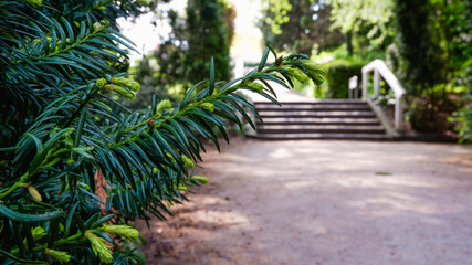 Landscape. Old staircase in the Park. Green shady European city park.