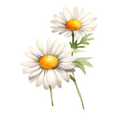 Fototapeta premium watercolor daisy , png, transparent, no background, isolated