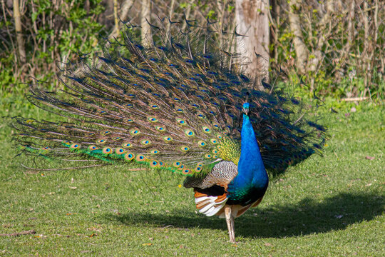 A beautiful blue peacock walks across the field.