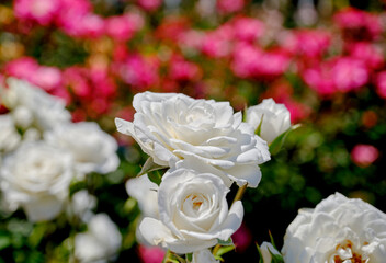 初夏の陽射しを浴びた鮮かな薔薇の花