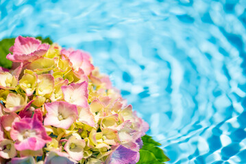 水面とピンクの花