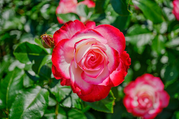 初夏の陽射しを浴びた鮮かな薔薇の花