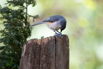 songbird eating nut