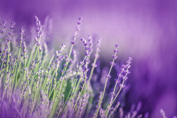 Beautiful lavender in the rays of light, a fairy tale landscape, summer time