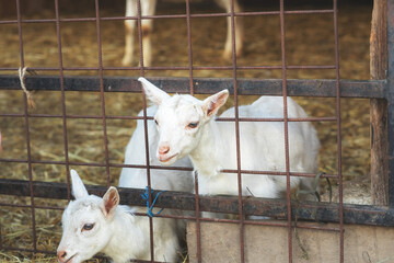 Baby goats in enclosure on animal farm.High quality photo.