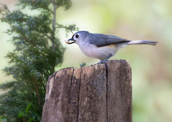 songbird eating nut