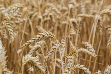 Rural scenery. Background of ripening ears of wheat field and sunlight. Crops field. Selective focus. Field landscape