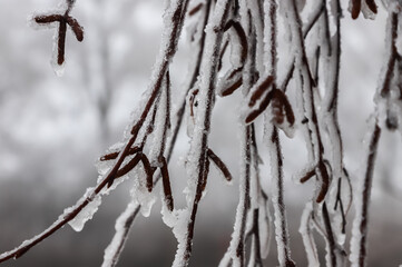 Branches covered with ice after freezing rain. Sparkling ice covered everything after ice storm cyclone. Terrible beauty of nature concept. Winter landscape, scene, postcard.