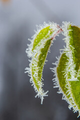Autumn yellow leaf on a branch in frost needles. Morning frost. Rime. Late fall