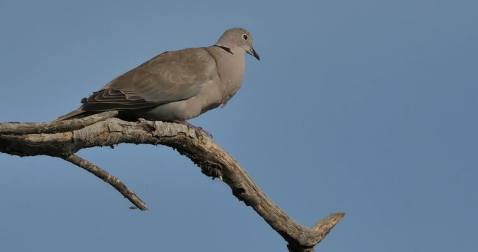 Eurasian collared dove perched against the blue sky
