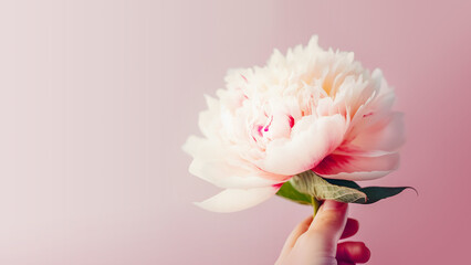 Woman's hand holds a tender pink peon on pink background. Eco friendly holiday card with beautiful flower with copy space. Floristic background. Generative ai