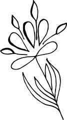 Single hand drawn herbal elements. Doodle vector illustration for, logo and greeting card.