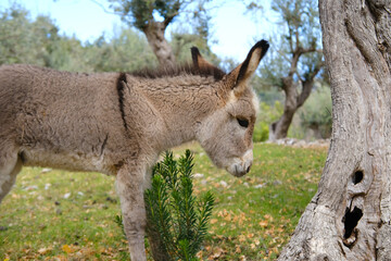 foal, donkey, Equus asinus, Equus africanus asinus with foal grazes on home farm in mountains pastures on sunny day, freight transport, field work, symbol of stubbornness, stupidity