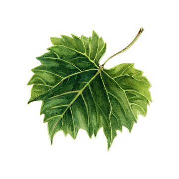 Watercolor illustration of a green vine leaf isolated on a transparent background. A part of wine collection set.