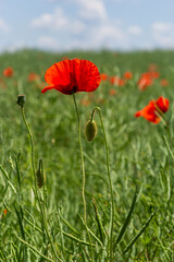 Obraz premium Common names for Papaver rhoeas include corn poppy, corn rose, field, Flanders, red or common poppy