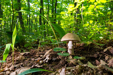 Edible mushroom Amanita rubescens in spruce forest. Known as blusher. Wild mushroom growing in the needles