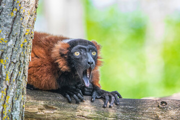 this lemur can be a meme  - obrazy, fototapety, plakaty