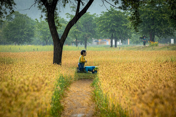 a scene of green barley ripening