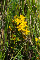 A close up of the blooming medicinal herb hypericum Hypericum perforatum