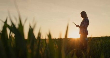 Silhouette of a farmer woman, examines the shoots of wheat. Standing in a field at sunset