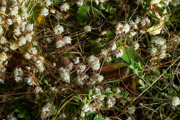 Flora of Gran Canaria - thread-like tangled stems of Cuscuta approximata aka dodder parasitic plant...