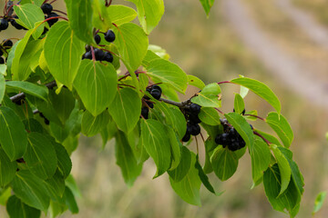 Branch of Common buckthorn Rhamnus cathartica tree in autumn. Beautiful bright view of black...