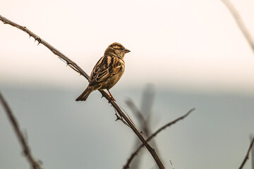 brown little sparrow on a branch of a tree looking others birds while sunrise is happening