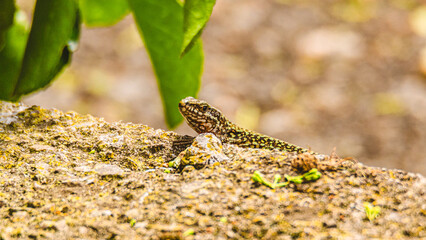 Close-up horizontal photo of an amazed lizard on the stone with moss and a blurry background with green leaves