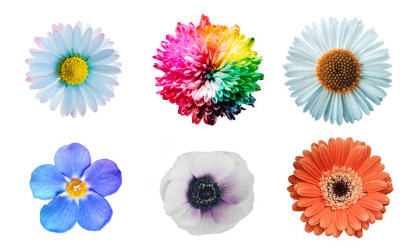 6 in 1 Mix collage of colorful flowers on white background