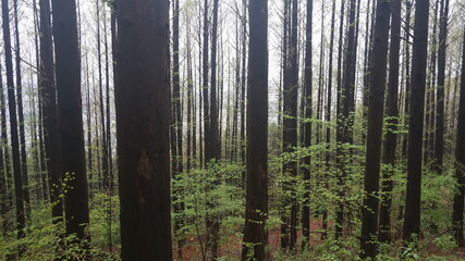 Naklejka premium Rain in the mountains. Rainy day in the forest. wilderness landscape forest with pine trees and moss on rocks