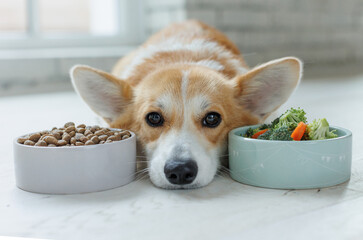 Dog food. Food for animals. Beautiful corgi eats food. - 608206668