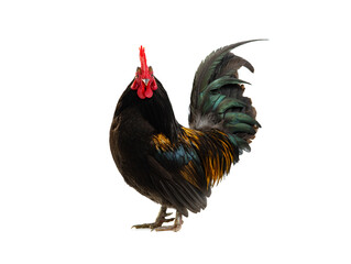 beautiful cockerel isolated on white background