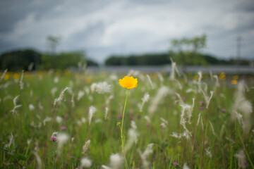 ポツリと咲く黄色の野花
