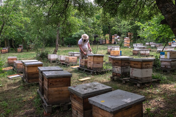 Picturesque forest apiary. Bee points in the forest. Ukraine, Odessa region spring 2023