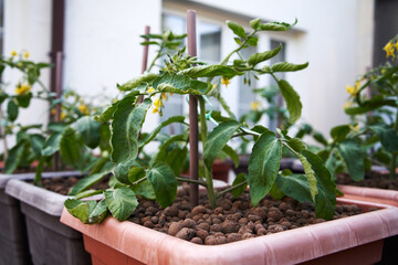Fototapeta na wymiar Young tomato plant growing outdoors near the house