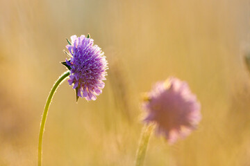 A field scabious on a meadow in the morning